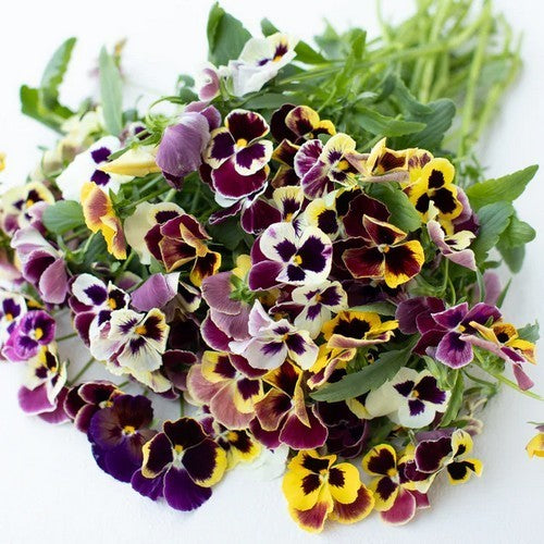 Viola Wittrockiana-Hybriden 'Clear Crystals Mixed' / 'Aalsme'