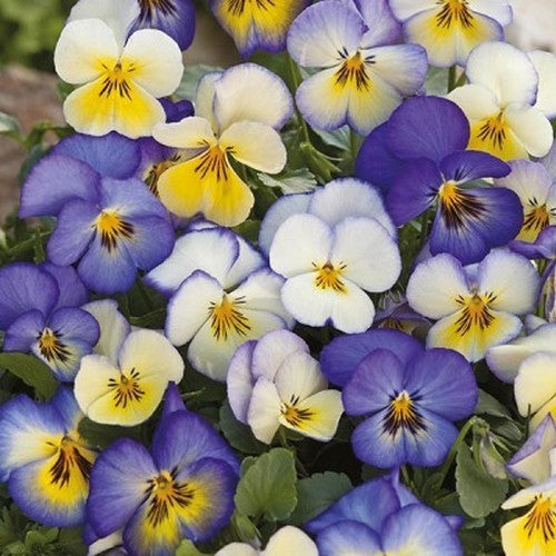 Viola Wittrockiana-Hybriden 'Floral Days Cool Summer Breeze'
