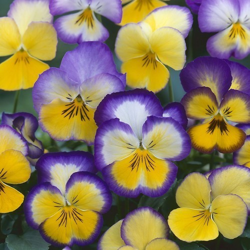 Viola Wittrockiana-Hybriden 'Floral Days Cool Summer Breeze'