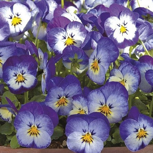 Viola x williamsii 'Floral Power Stone Washed Denim' F1