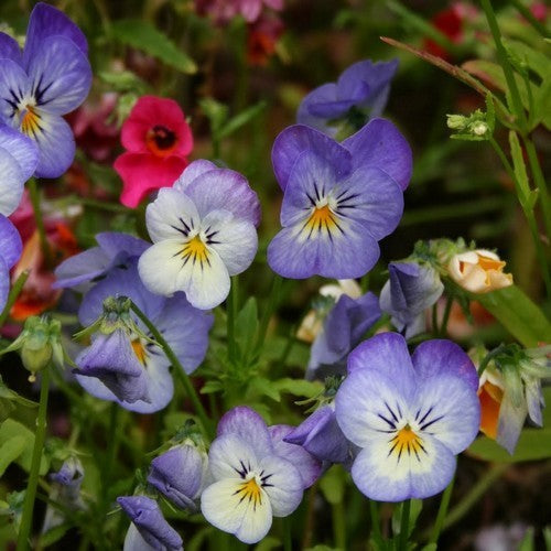 Viola x williamsii 'Floral Power Stone Washed Denim' F1