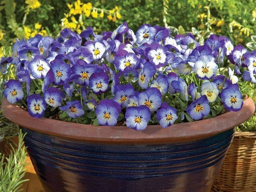 Viola x williamsii 'Floral Power Stone Washed Denim' F1