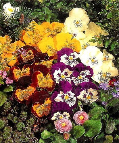 Viola Wittrockiana-Hybriden 'Four Cats' F1