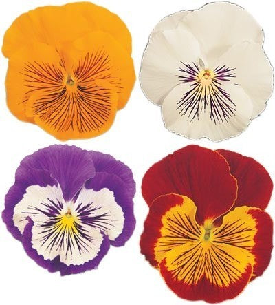 Viola Wittrockiana-Hybriden 'Four Cats' F1