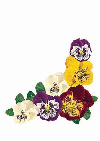 Viola Wittrockiana-Hybriden 'Four Cats' F1
