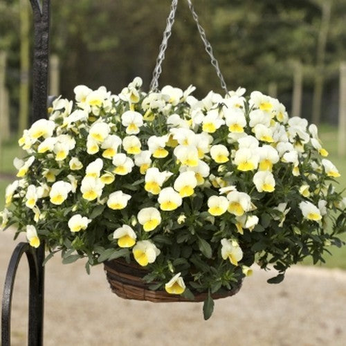 Viola Wittrockiana-Hybriden 'Freefall Cream'