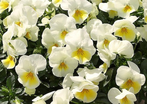 Viola Wittrockiana-Hybriden 'Freefall Cream'
