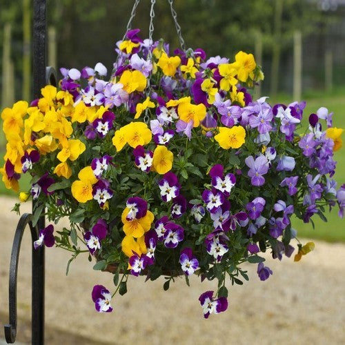 Viola Wittrockiana-Hybriden 'Freefall Formula Mixed'
