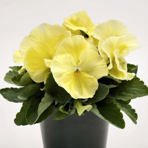 Viola Wittrockiana-Hybriden 'Inspire Plus Lemon'