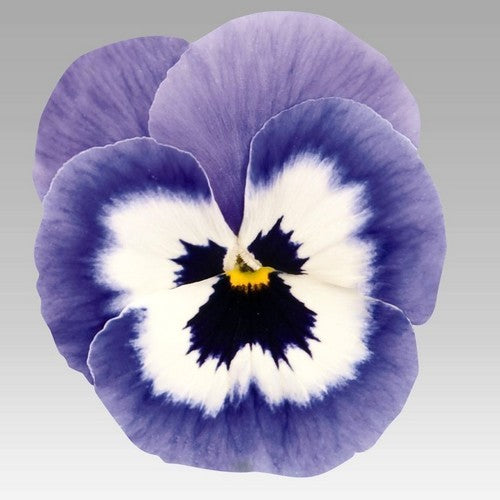 Viola Wittrockiana Hybrids 'Joker Light Blue' F2 / 'Inspire'