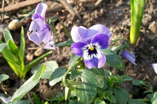 Viola Wittrockiana Hybrids 'Joker Light Blue' F2 / 'Inspire'