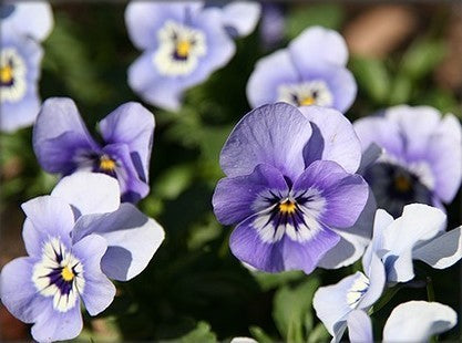 Viola Wittrockiana Hybrids 'Joker Light Blue' F2 / 'Inspire'