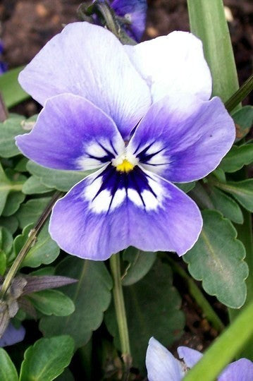 Viola Wittrockiana Hybrids 'Joker Light Blue' F2 / 'Inspire'