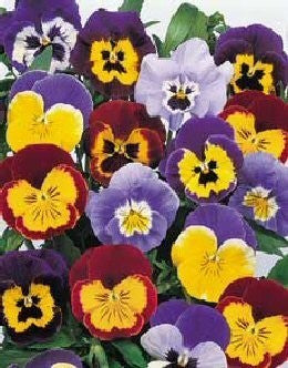 Viola Wittrockiana-Hybriden 'Joker Mix' F2