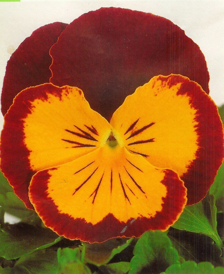 Viola Wittrockiana-Hybriden 'Joker Rot-Gold' F2