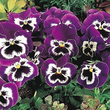 Viola Wittrockiana-Hybriden 'Mr. Cool' F1 / 'Inspire Plus Vi'