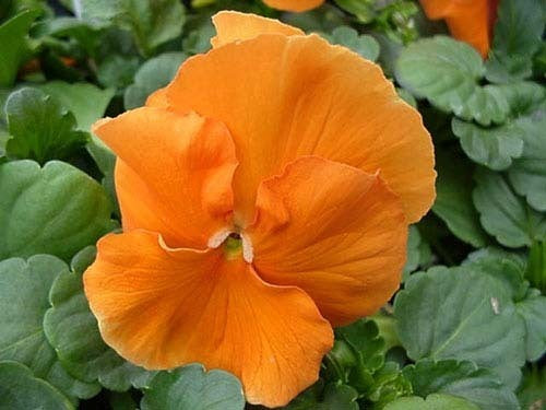 Viola Wittrockiana-Hybriden 'Oranjezon'