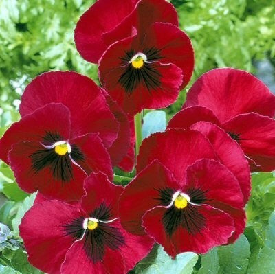 Viola Wittrockiana-Hybriden 'Luzern'