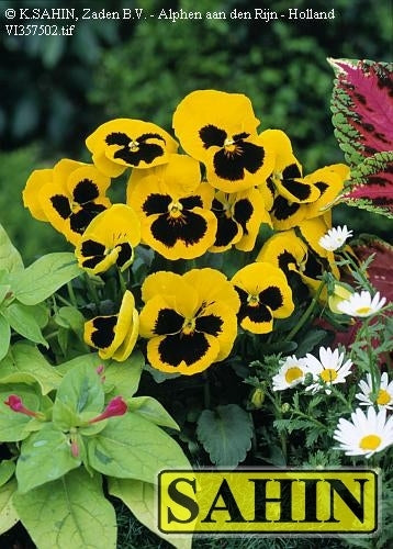 Viola Wittrockiana-Hybriden 'Rhinegold' / 'Firnengold'