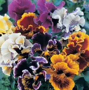 Viola Wittrockiana-Hybriden 'Rococo Mixed' / 'Germania' / 'F'