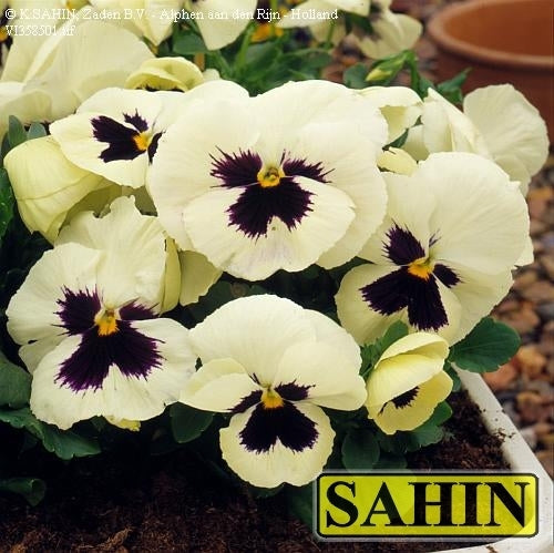 Viola x wittrockiana 'Silverbride'
