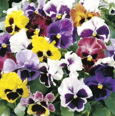Viola Wittrockiana-Hybriden 'Special Early Mixed' F1