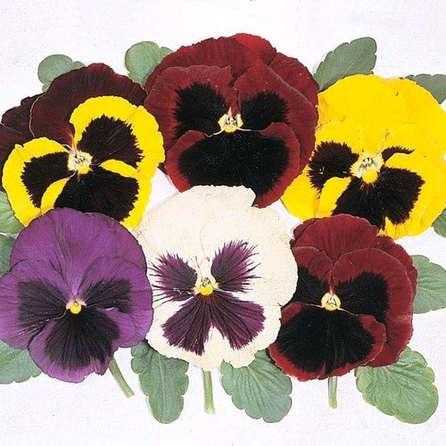 Viola Wittrockiana-Hybriden 'Special Early Mixed' F1