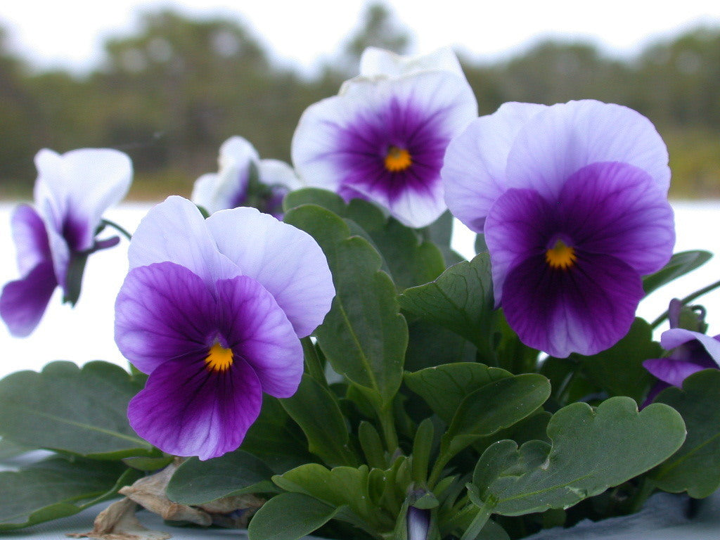Viola Wittrockiana Hybrids 'Tempo Blue-White' / 'Beaconsfield'