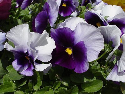 Viola Wittrockiana Hybrids 'Tempo Blue-White' / 'Beaconsfield'