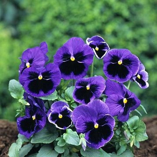 Viola Wittrockiana-Hybriden 'Ullswater Blue'
