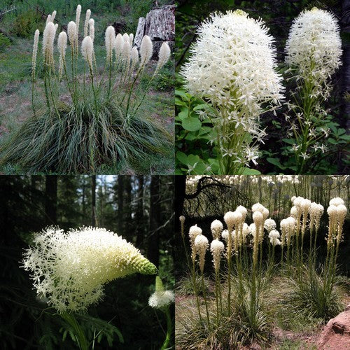 Xerophyllum tenax