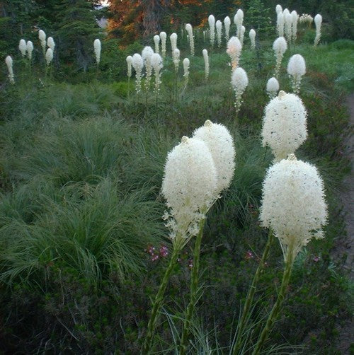 Xerophyllum tenax