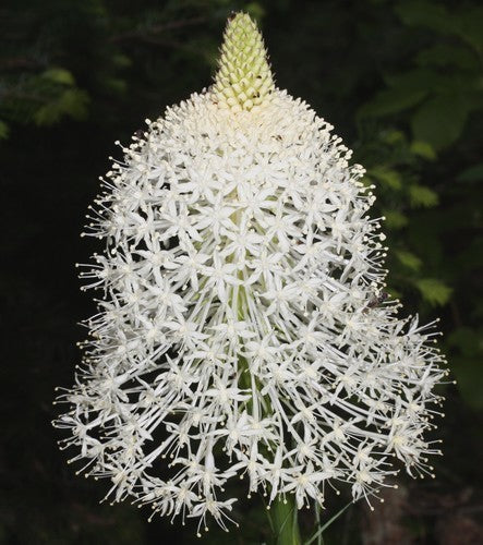 Xerophyllum tenax
