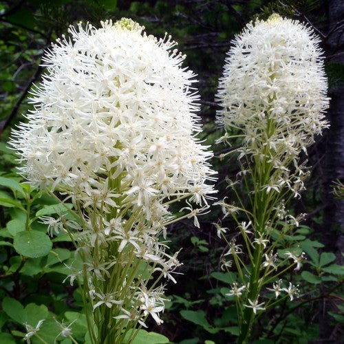 Xerophyllum tenax