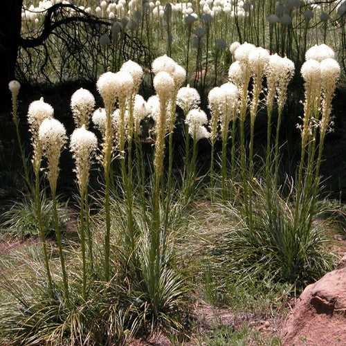 Xerophyllum tenax