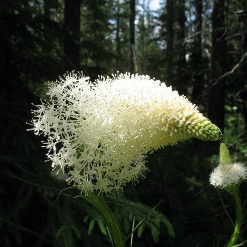 Xerophyllum tenax