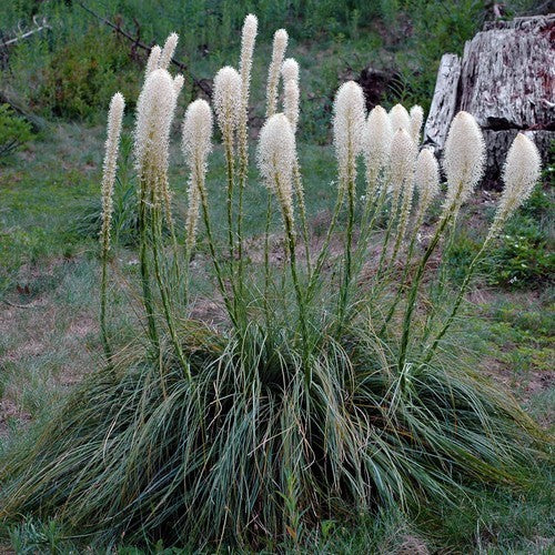 Xerophyllum tenax