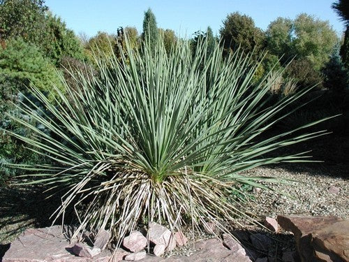 Yucca glauca