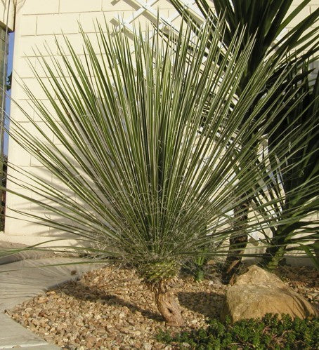 Yucca glauca