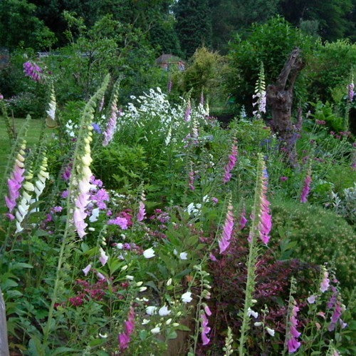 Cottage Garden
