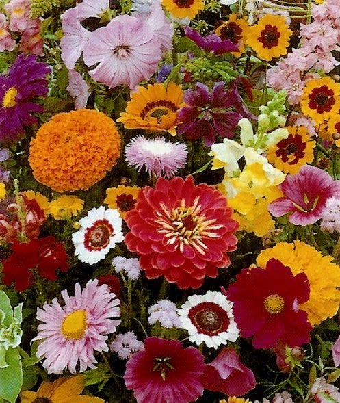 Cut flowers