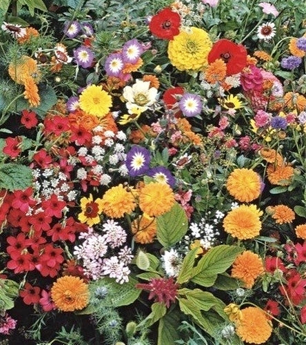 Japanese Flower Lawn
