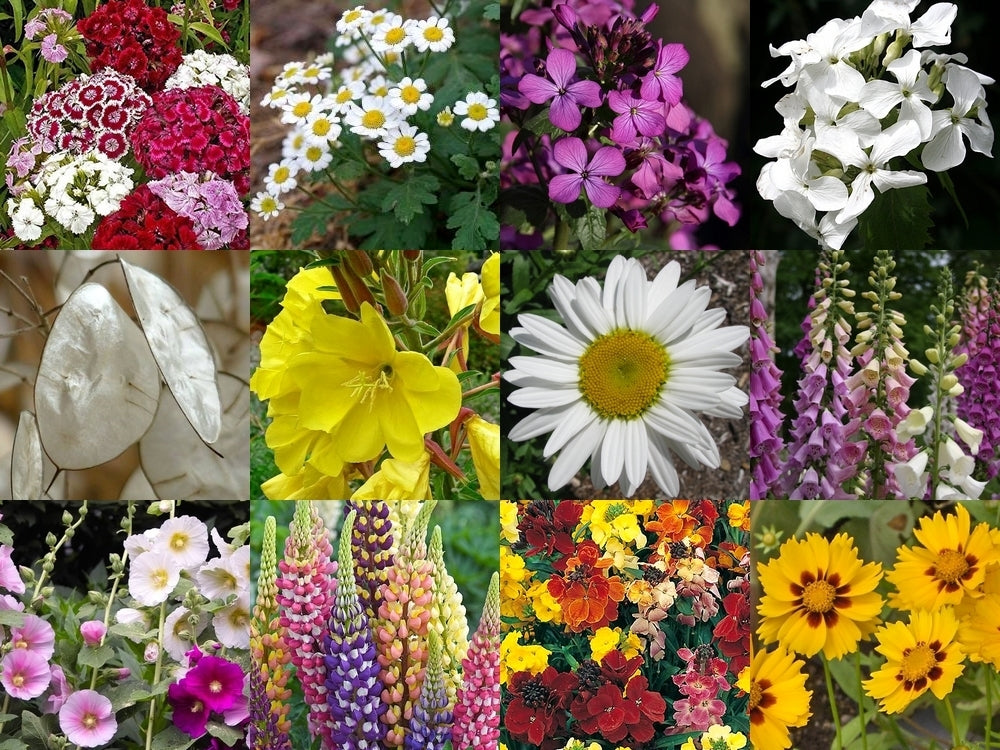 Boerenbloemen 'de Grote Tien'