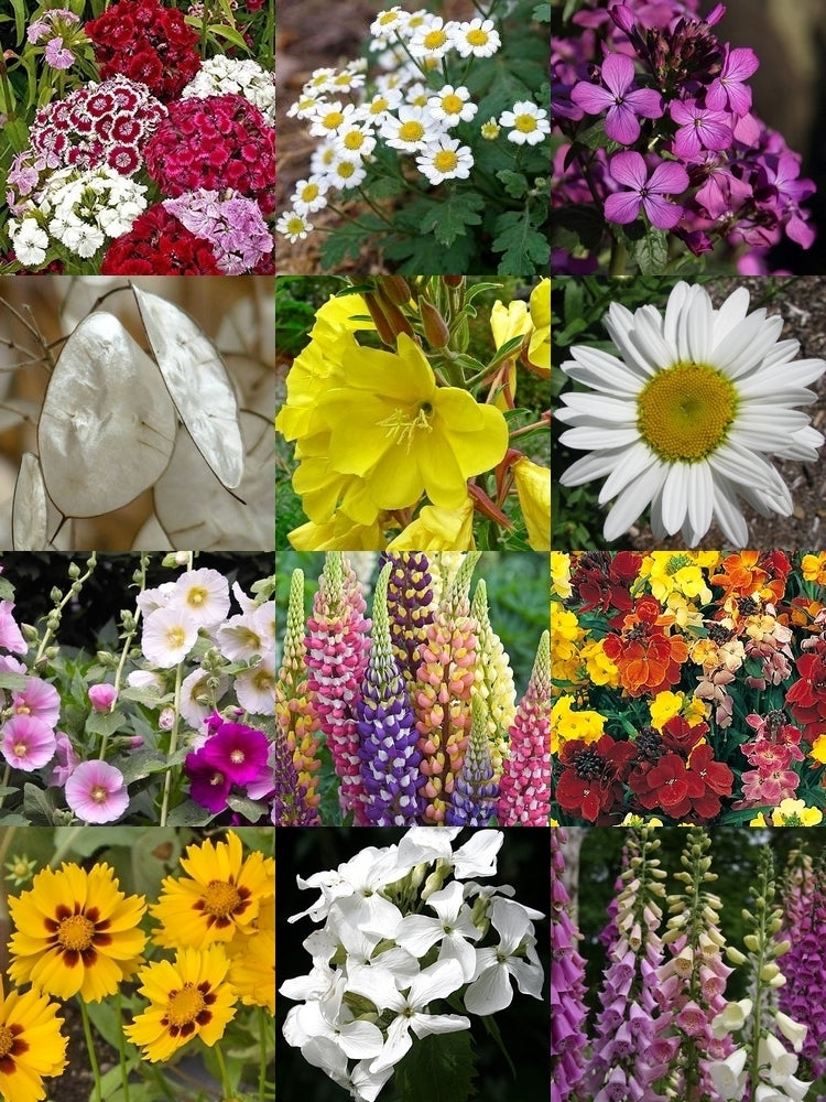 Boerenbloemen 'de Grote Tien'