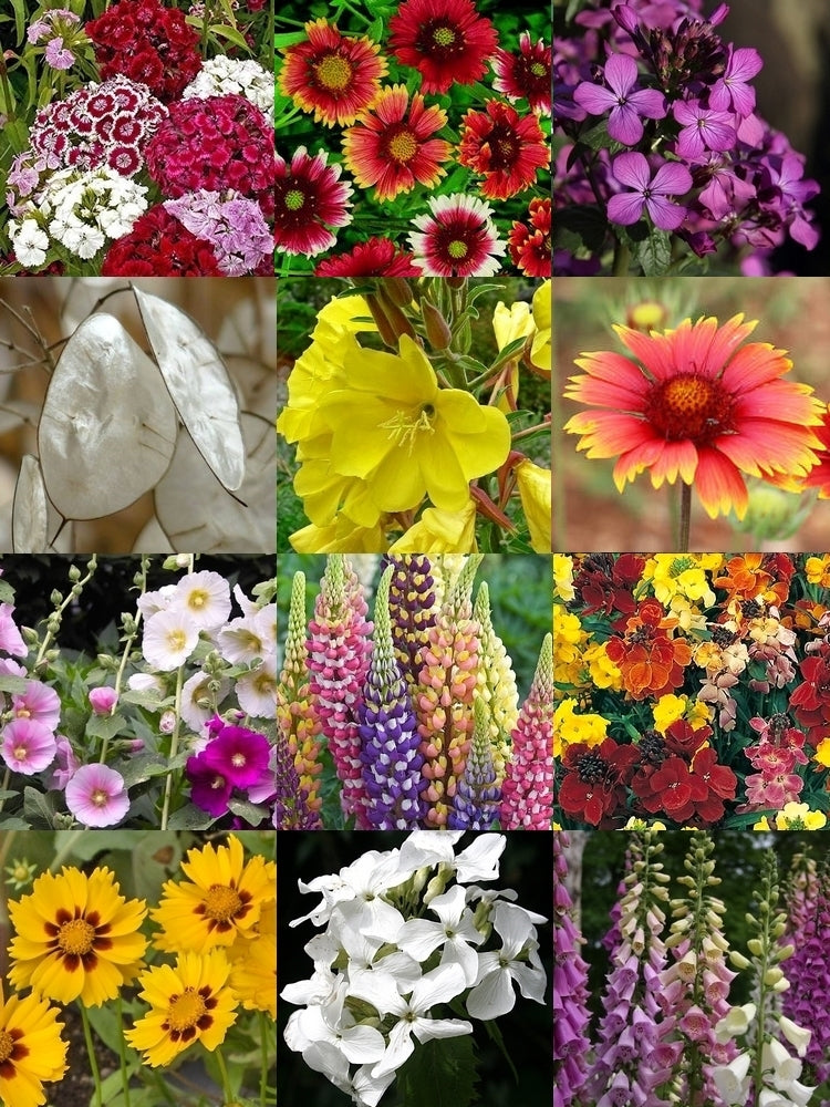 Boerenbloemen 'de Grote Tien'