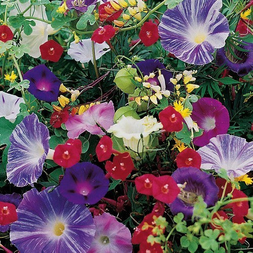 Klimplanten