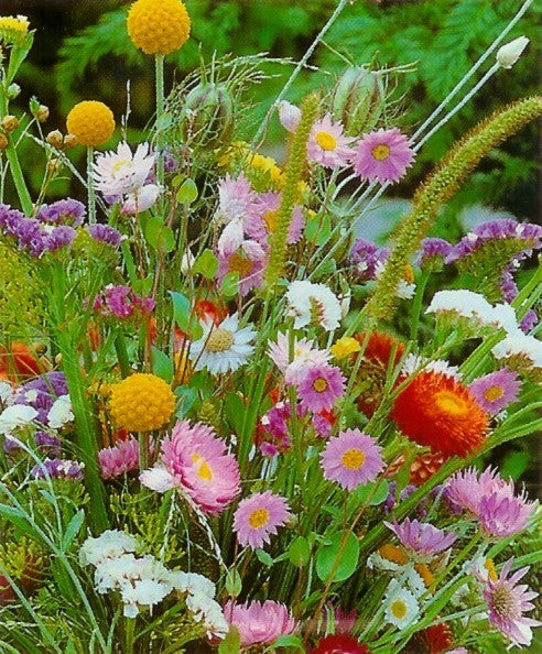 Droogbloemen