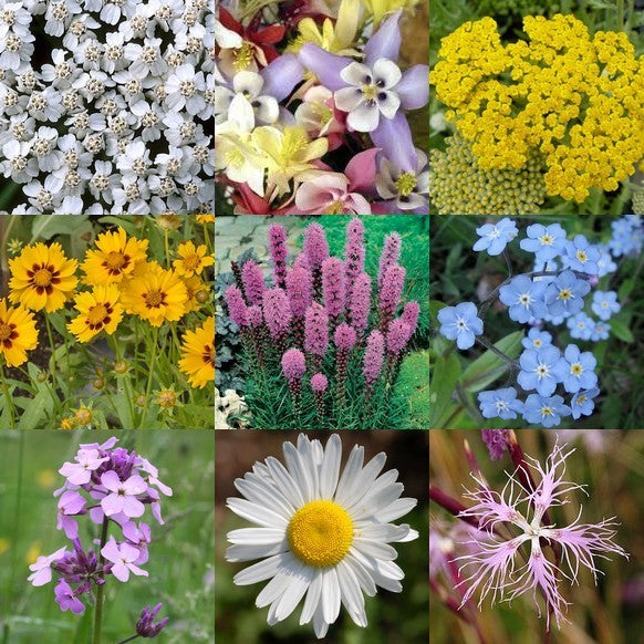 Hedgerow & Verges