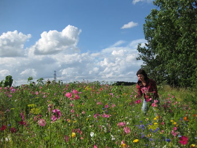 Pluktuin