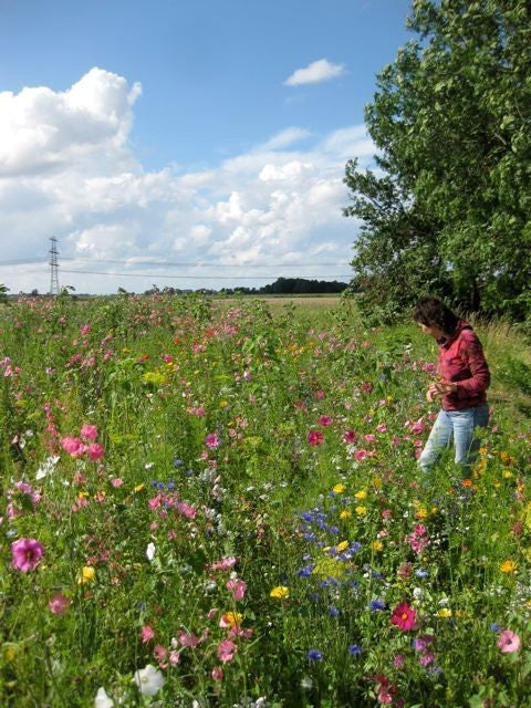 Pluktuin